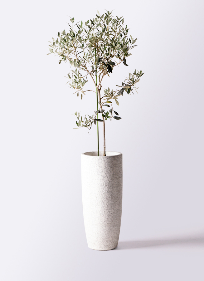 観葉植物 オリーブの木 8号 ワンセブンセブン ジュピター 白 付き