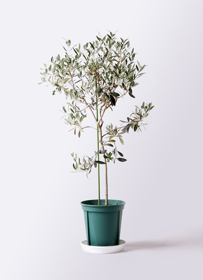 観葉植物 オリーブの木 8号 ワンセブンセブン ブリティッシュキューブ