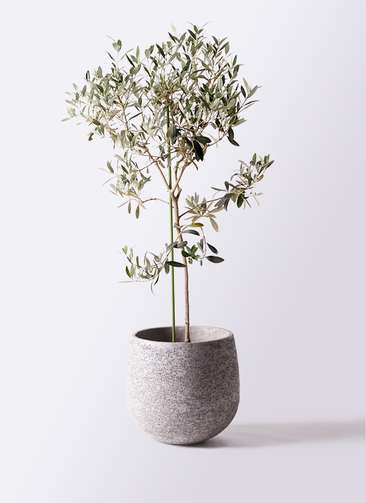 観葉植物 オリーブの木 8号 ワンセブンセブン エコストーンGray 付き