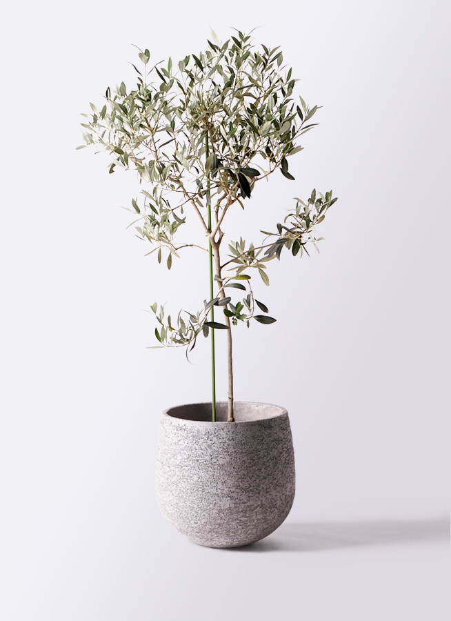 観葉植物 オリーブの木 8号 ワンセブンセブン エコストーンGray 付き