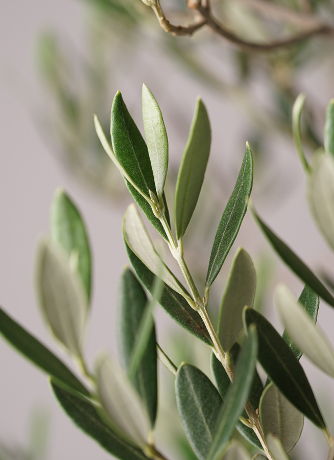 観葉植物 オリーブの木 10号 ピッチョリーネ ファイバークレイGray