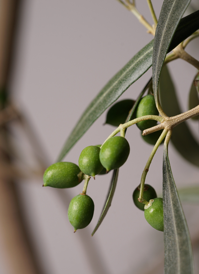 観葉植物 オリーブの木 10号 ワンセブンセブン ファイバークレイGray