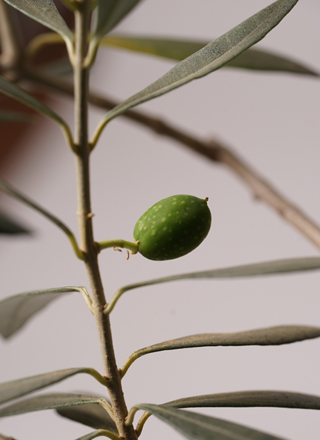 観葉植物 オリーブの木 10号 バロウニ ファイバークレイ キューブ 付き