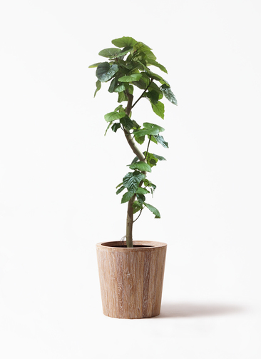 ficus-umbellata-561_1.jpg?