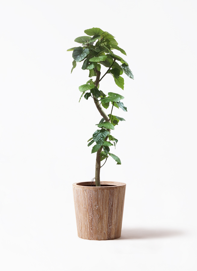 観葉植物 フィカス ウンベラータ 10号 曲がり ウッドプランター 付き