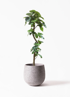 ficus-umbellata-546_1.jpg? 