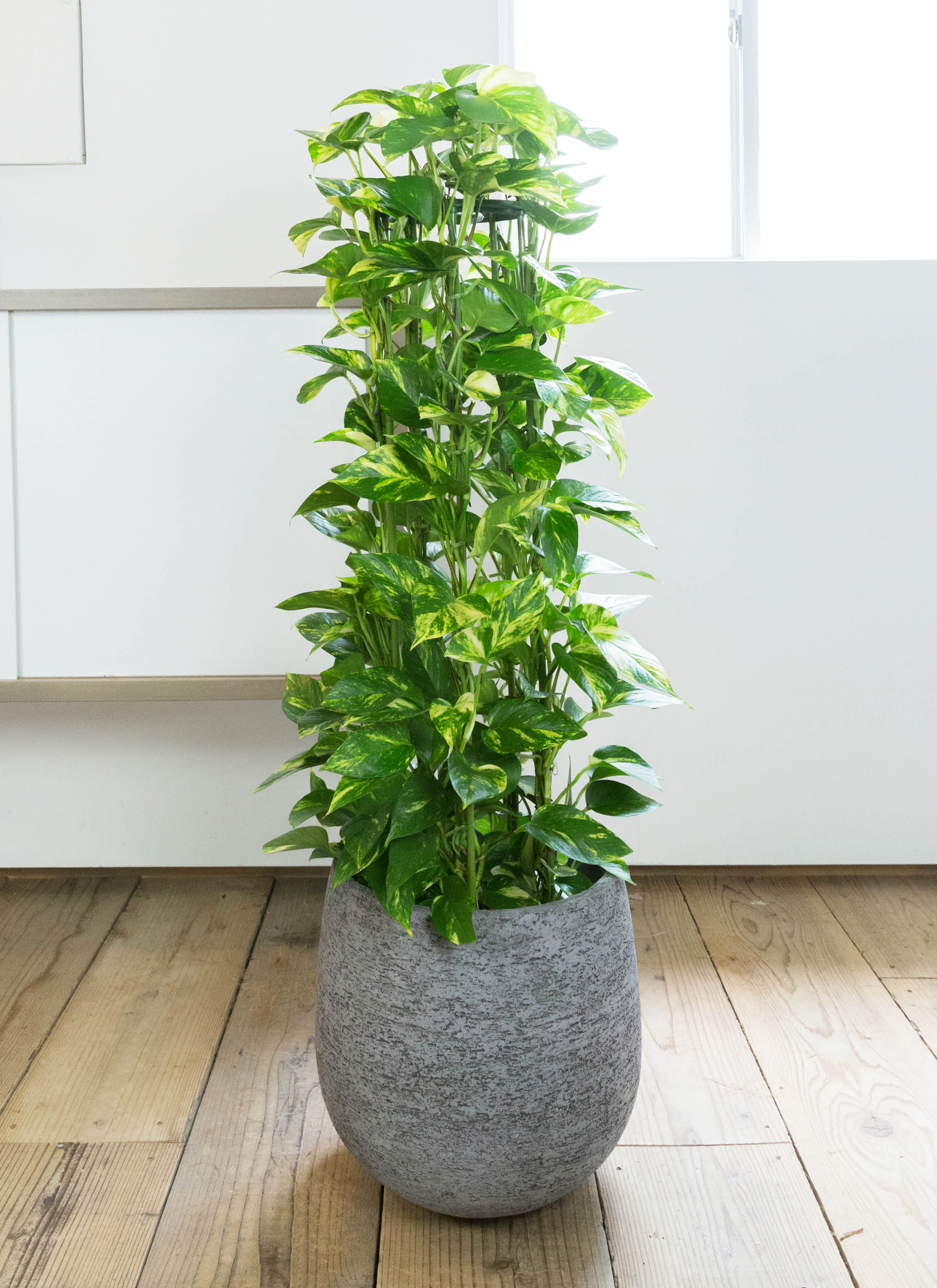 観葉植物 ポトス 8号 ラッシュバスケット Natural 付き | 観葉