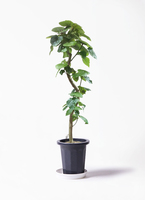 曲がりのウンベラータ約1.7メートル 健康的な状態 10号　現品 曲がりのウンベラータ約1.7メートル 健康的な状態 10号 現品