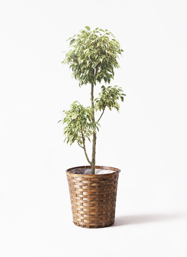 観葉植物 フィカス ベンジャミン 7号 斑入り チラシ 竹バスケット 付き 観葉植物ならhitohana ひとはな