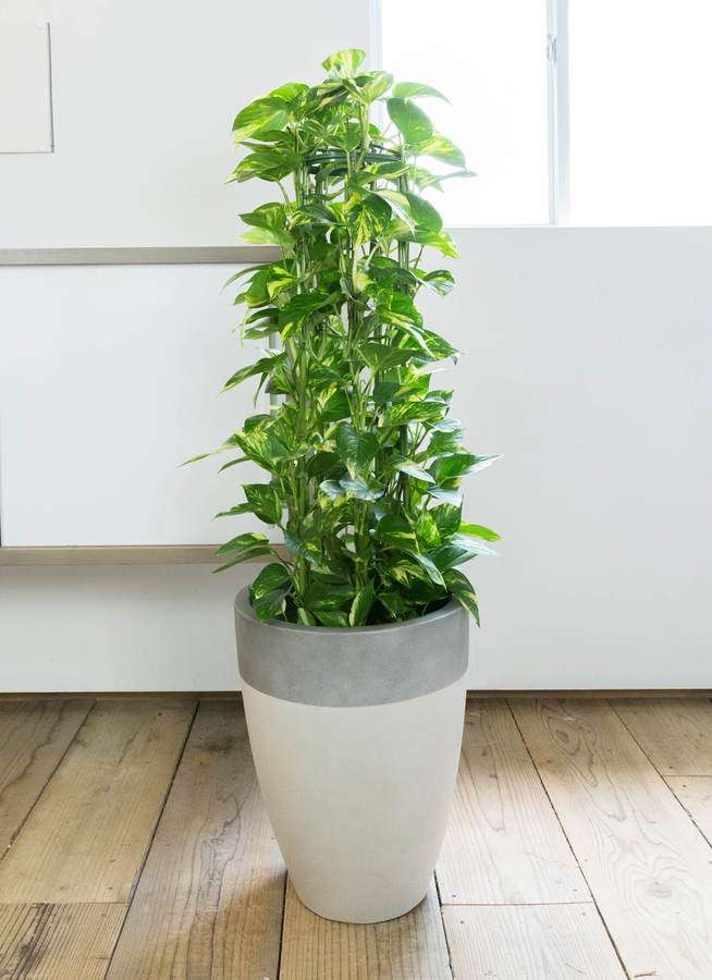 観葉植物 ポトス 8号 ファイバーストーンカプリ サンディホワイト 付き | 観葉植物ならHitoHana(ひとはな) 観葉植物 ポトス 8号 ファイバーストーンカプリ サンディホワイト 付き | 観葉植物ならHitoHana(ひとはな)