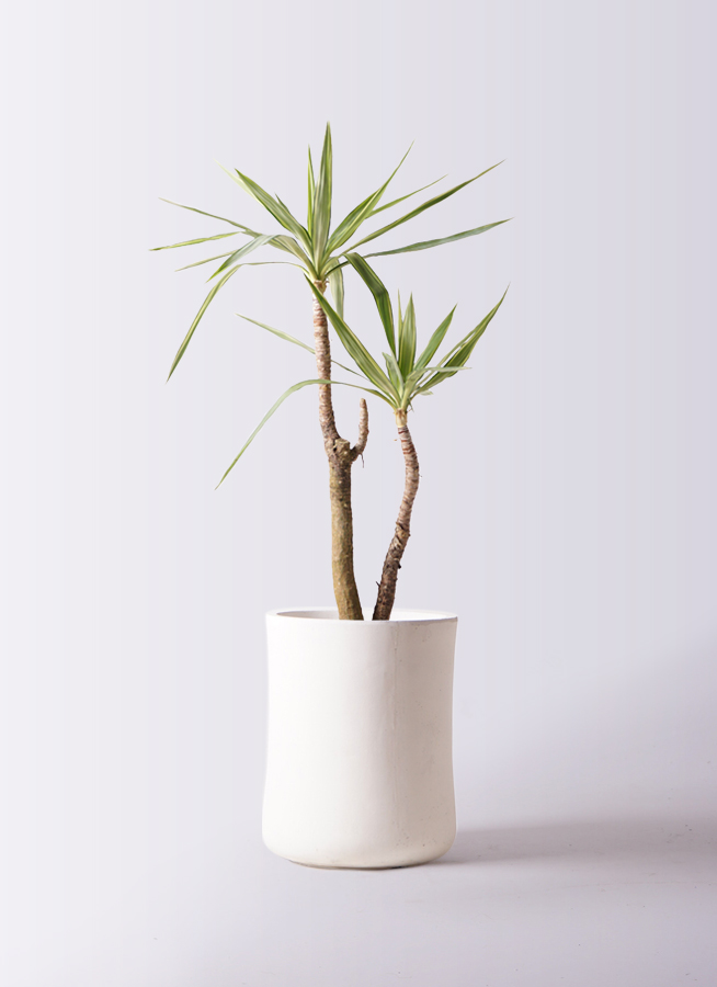 観葉植物 ユッカ 8号 斑入り バスク ミドル ホワイト 付き