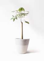 観葉植物 パキラ 8号 朴 斑入り ジュピター 白 付き | 観葉植物なら