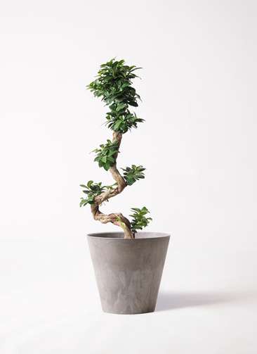 n*o様 元祖⬛︎ 白玉 ガジュマル ⬛︎挿し木用 元祖⬛︎ 白玉 ガジュマル ⬛︎挿し木用 - メルカリ