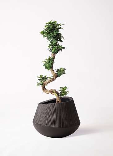 【現品】ガジュマル　8号　黒鉢　（3） 観葉植物 ガジュマル 8号 エディラウンド 黒 付き | 観葉植物
