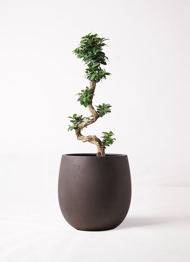 パンダガジュマル　斑入り　希少　8号リン鉢 リピート価格 楽天市場】【パンダガジュマル 8号リン鉢 背丈約70cm前後