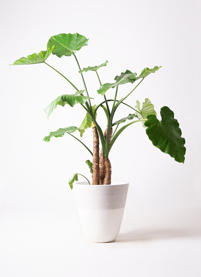 クワズイモ 10号