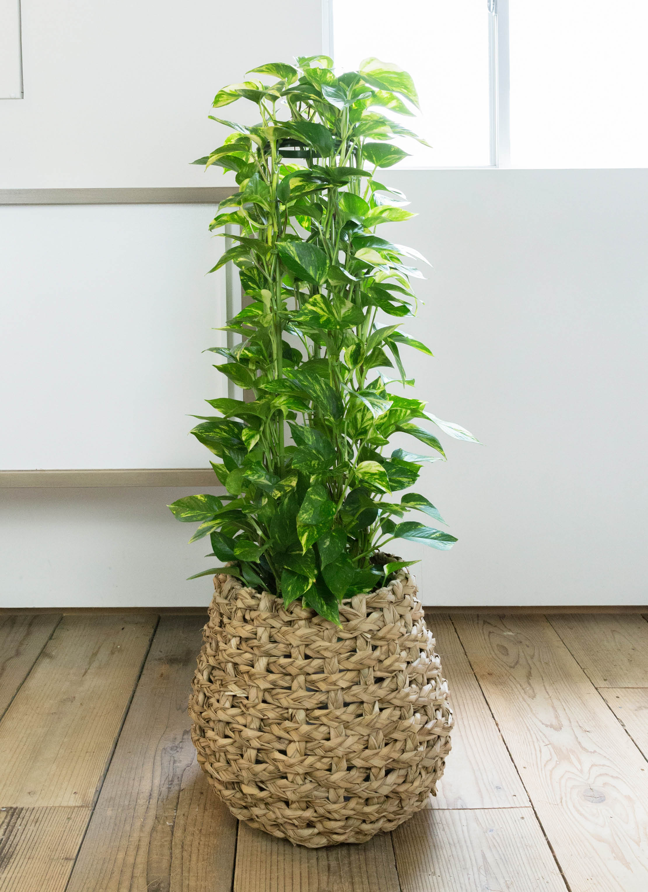 観葉植物 ポトス 8号 エコストーンGray 付き | 観葉植物なら