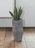 観葉植物 サンスベリア 6号 トラノオ エコストーントールタイプ Gray 付き