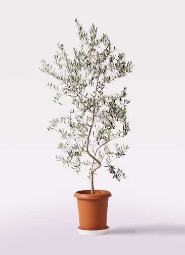 観葉植物 オリーブ 10号 ペンドリノ プラスチック鉢 | 観葉植物なら 