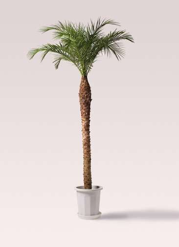 観葉植物 フェニックスロベレニー 10号 プラスチック鉢 | 観葉植物なら