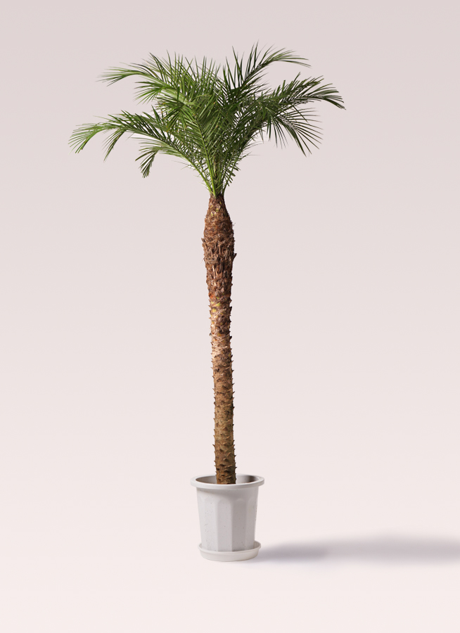 フェニックスロベレニー 10号 | 観葉植物 | インテリアやギフトに 