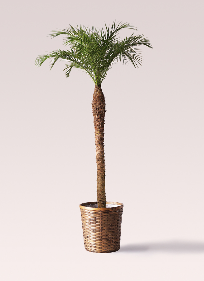 フェニックスロベレニー 10号 | 観葉植物 | インテリアやギフトに 