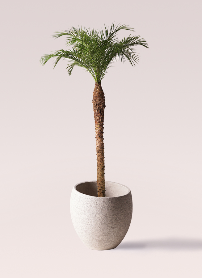 特大　フェニックス　ロベレニー　10号　サンセットゴールド　陶器鉢　植え込み発送 特大 フェニックス ロベレニー 10号 サンセットゴールド 陶器鉢