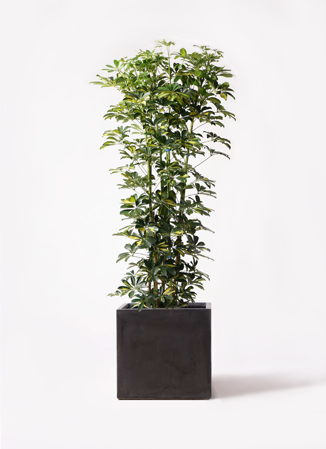 観葉植物 シェフレラ（カポック） 10号 斑入り ファイバークレイ