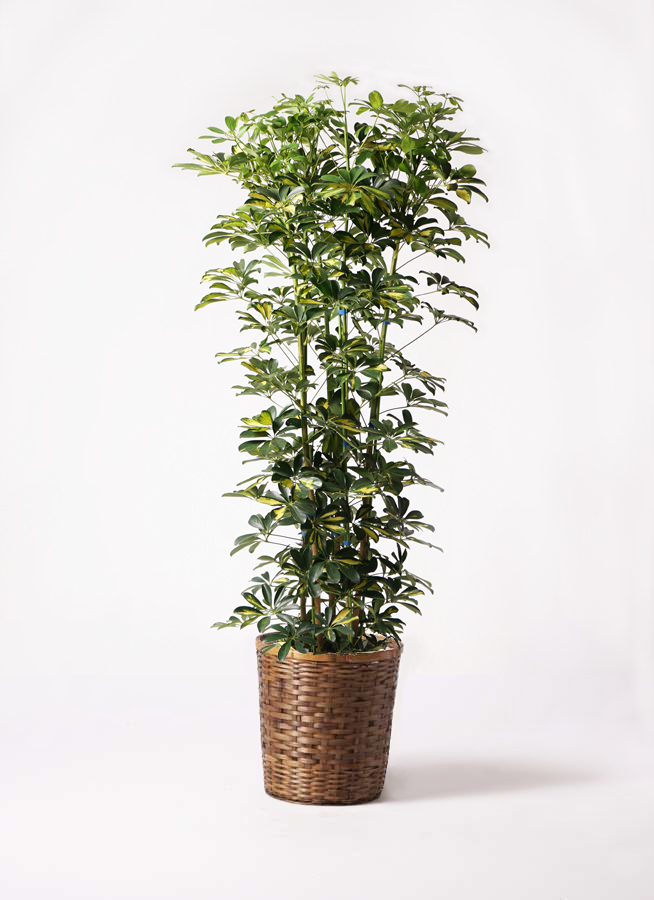 観葉植物 カポック（シェフレラ） 10号 斑入り 竹バスケット 付き