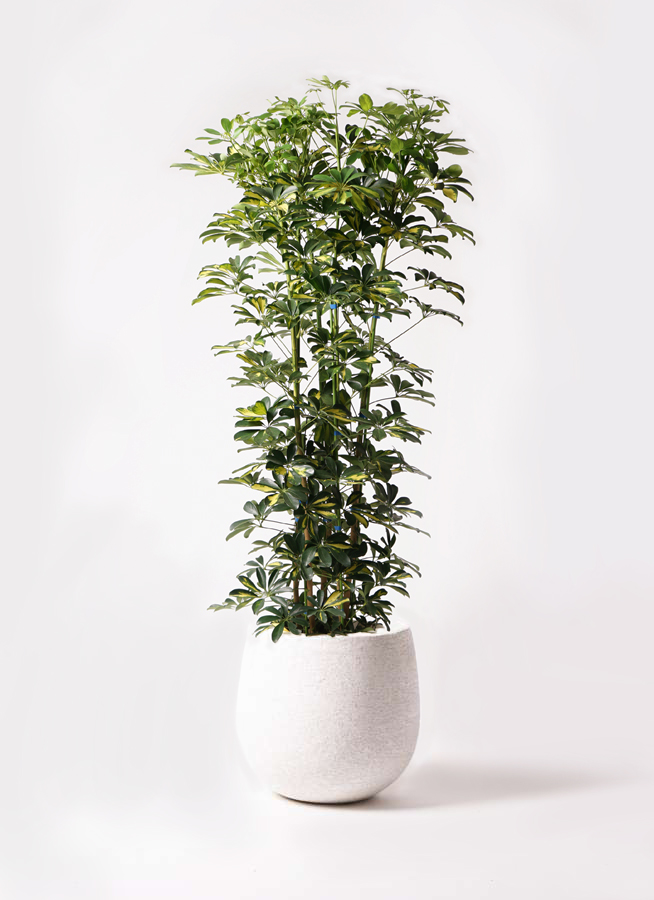 観葉植物 カポック（シェフレラ） 10号 斑入り 竹バスケット