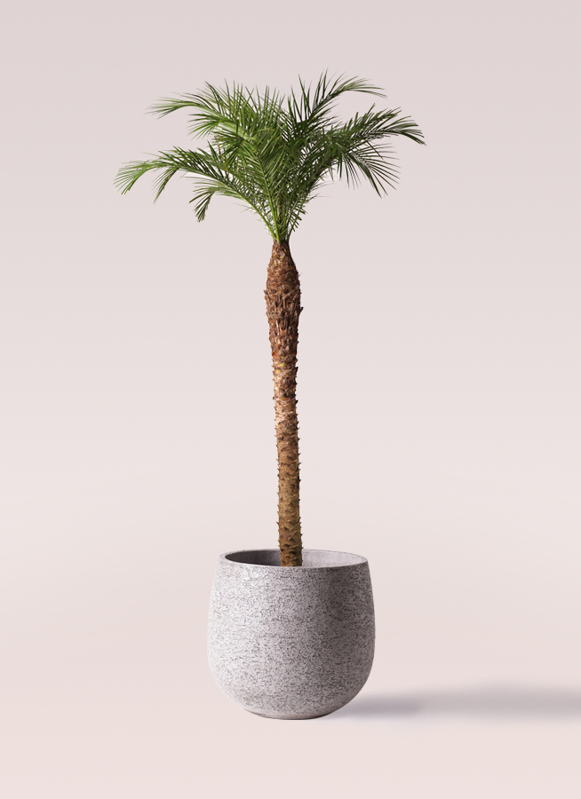 観葉植物 フェニックスロベレニー 10号 プラスチック鉢 | 観葉