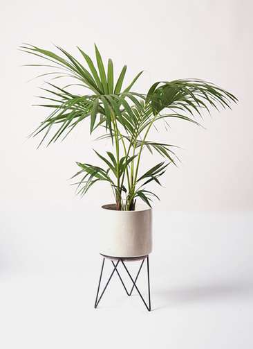 観葉植物 ケンチャヤシ 8号 ビトロ エンデカ クリーム アイアンポット