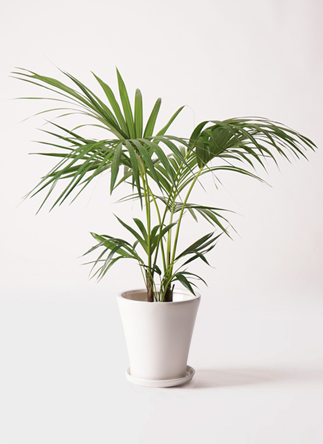 観葉植物 ケンチャヤシ 8号 アビスソニアミドル 灰 付き | 観葉