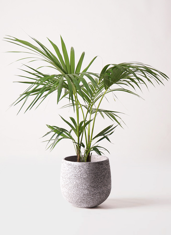 イヌケンチャヤシ 8号 125cm イヌケンチャヤシ