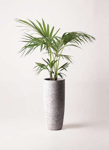 イヌケンチャヤシ 8号 125cm ケンチャヤシ 8号サイズ | HITOTOKI by MAKIMO PLANT