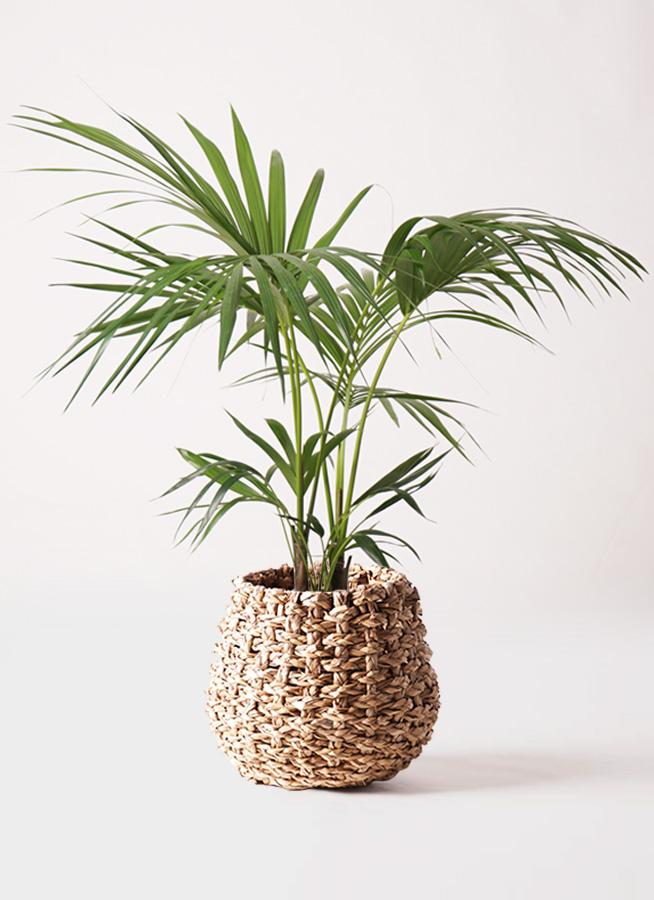 観葉植物 ケンチャヤシ 8号 プラスチック鉢 | 観葉植物なら