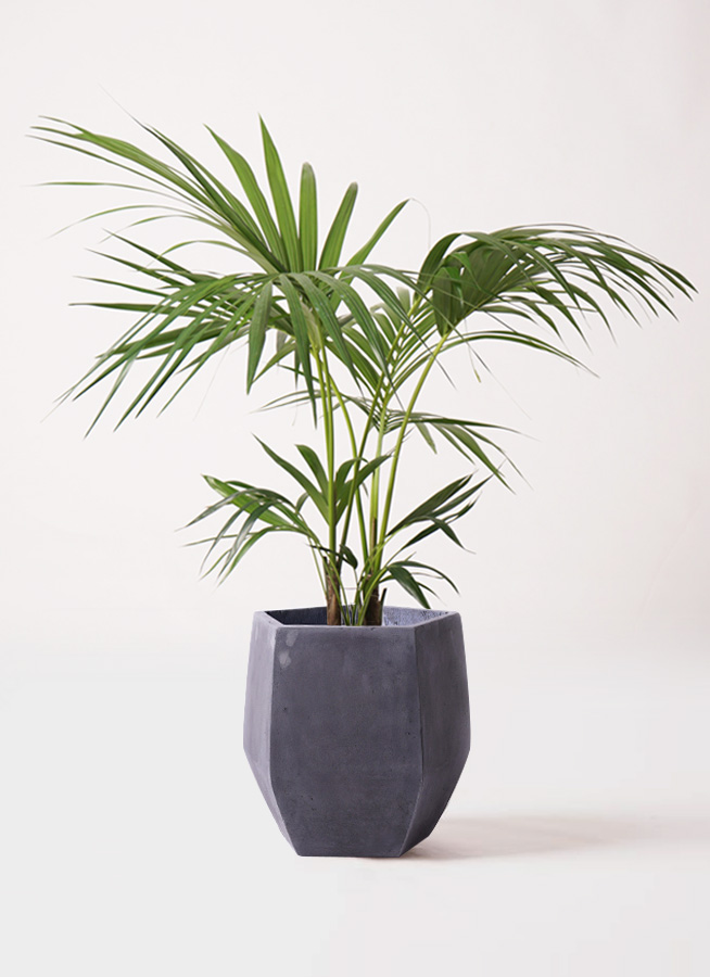 イヌケンチャヤシ 8号 125cm イヌケンチャヤシ 8号 125cm - メルカリ