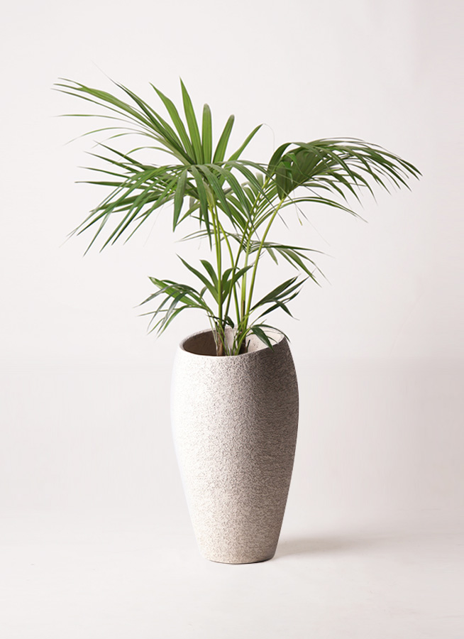 観葉植物 ケンチャヤシ 8号 バスク ミドル ホワイト 付き | 観葉