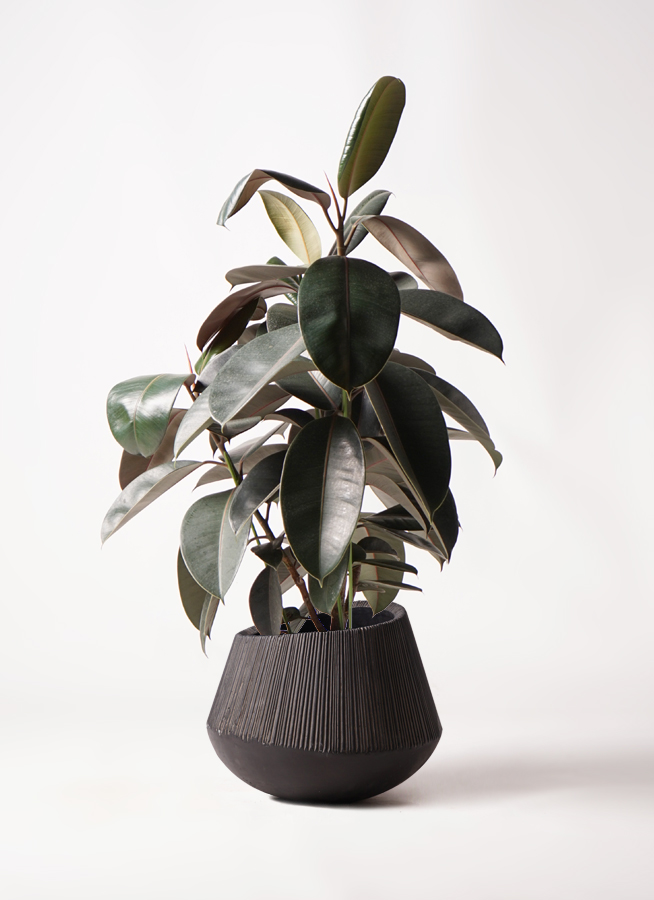 観葉植物 フィカス バーガンディわ180cm