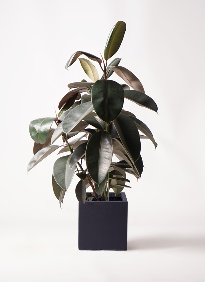 観葉植物 フィカス バーガンディ 8号 ノーマル ベータ キューブ