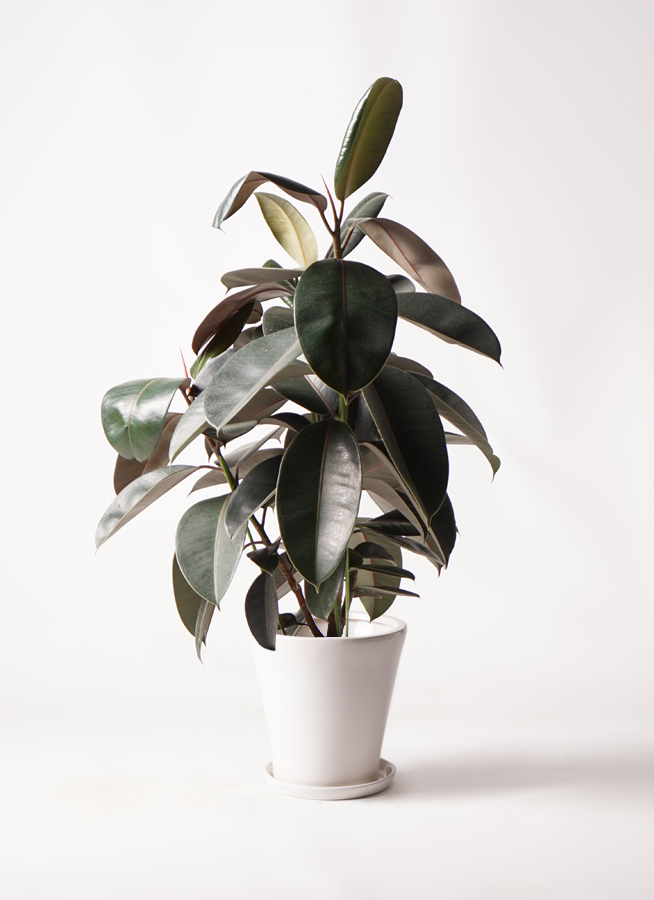 観葉植物 フィカス バーガンディ 観葉植物 フィカス バーガンディ 8号 ノーマル ラッシュバスケット