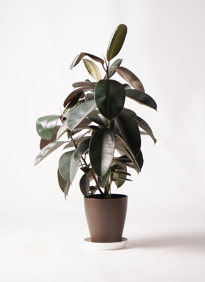 フィカス　バーガンディ　2【現品】観葉植物　室内　大型 フィカス バーガンディ 2【現品】観葉植物 室内 大型 - メルカリ