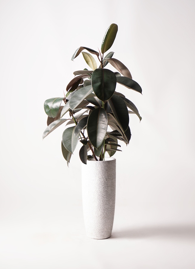 観葉植物 フィカス バーガンディ 8号 ノーマル プラスチック鉢