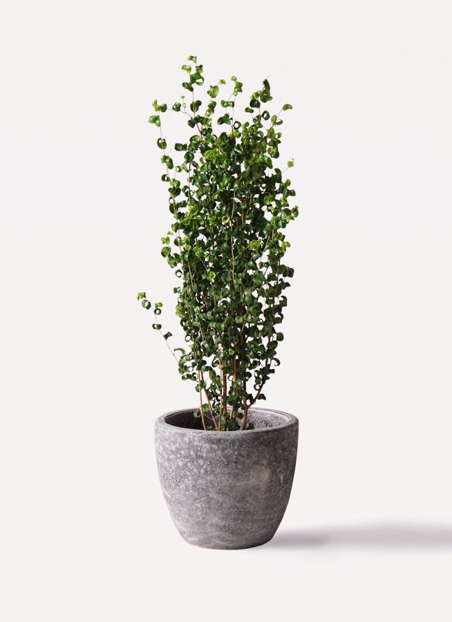 観葉植物 フィカス ベンジャミン 7号 バロック エコストーン
