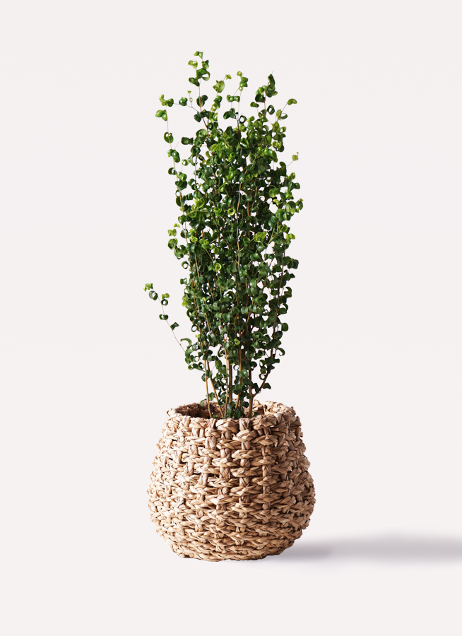 観葉植物 フィカス ベンジャミン 7号 バロック プラスチック鉢