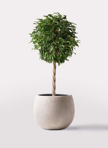 高さ190cm 観葉植物　大型　室内　10号鉢　フィカス ベンジャミン　玉造り 高さ190cm 観葉植物 大型 室内 10号鉢 フィカス ベンジャミン 玉造り