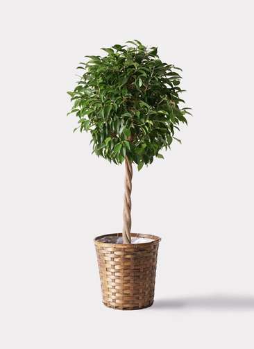 観葉植物 フィカス ベンジャミン 玉造り　スタンド仕立て　８号鉢 観葉植物 フィカス ベンジャミン 8号 玉造り竹バスケット 付き | 観葉