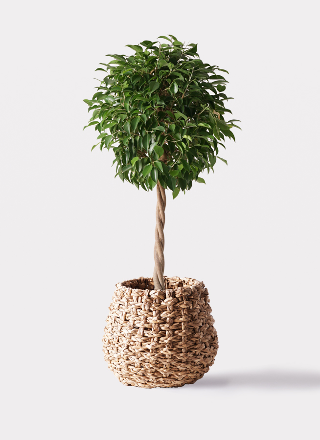 観葉植物 フィカス ベンジャミン 8号 玉造りラッシュバスケット
