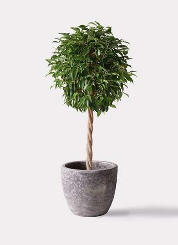 ②　フィカス　ベンジャミン　ネジリ　８号　最高等級 観葉植物 フィカス ベンジャミン 8号 玉造りアビスソニアミドル