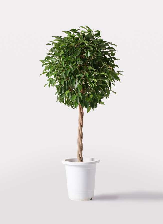 フィカス ベンジャミン 8寸 120センチ ボリューム抜群、品質良好です！陶器可 観葉植物 フィカス ベンジャミン 8号 玉造りポリゴヘクサ 白